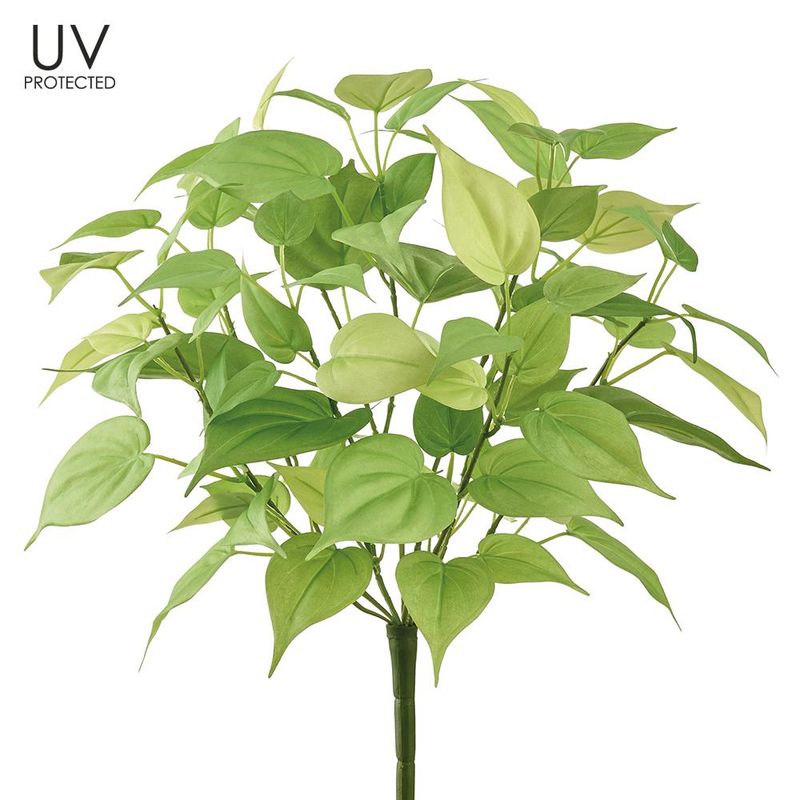 17" UV Protected Betel Leaf Bush