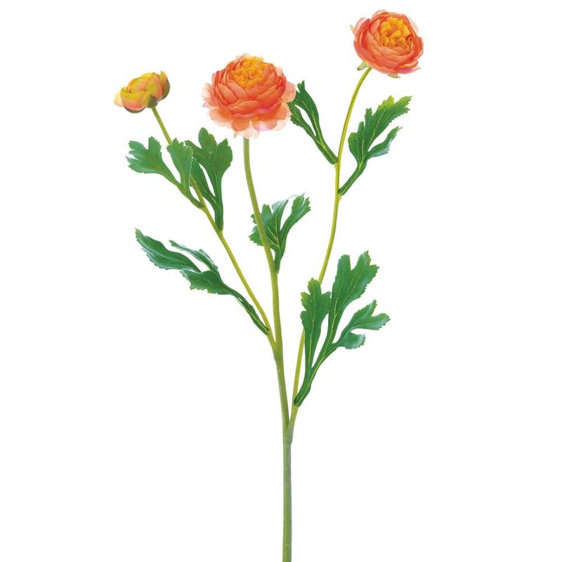 Ranuncullus Spray Or