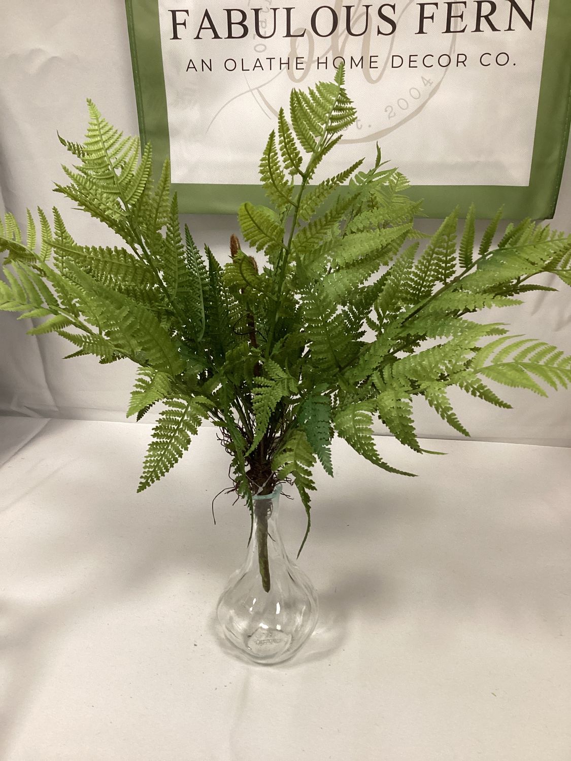 Soft Touch Fern