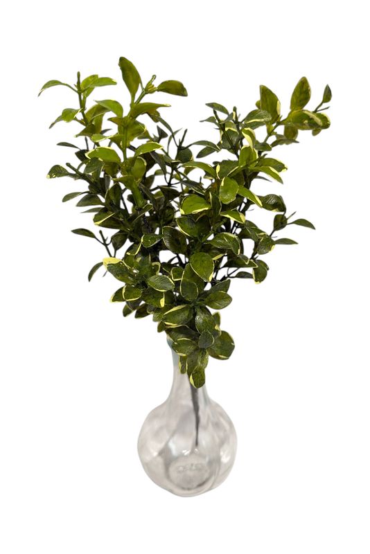 14.5" Green Mini Privet