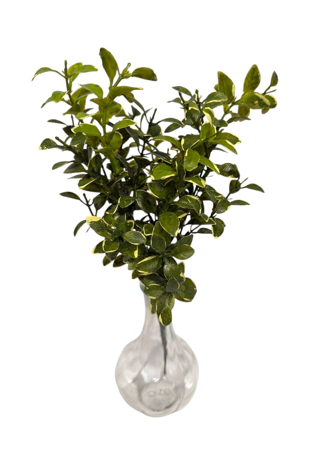 14.5" Green Mini Privet