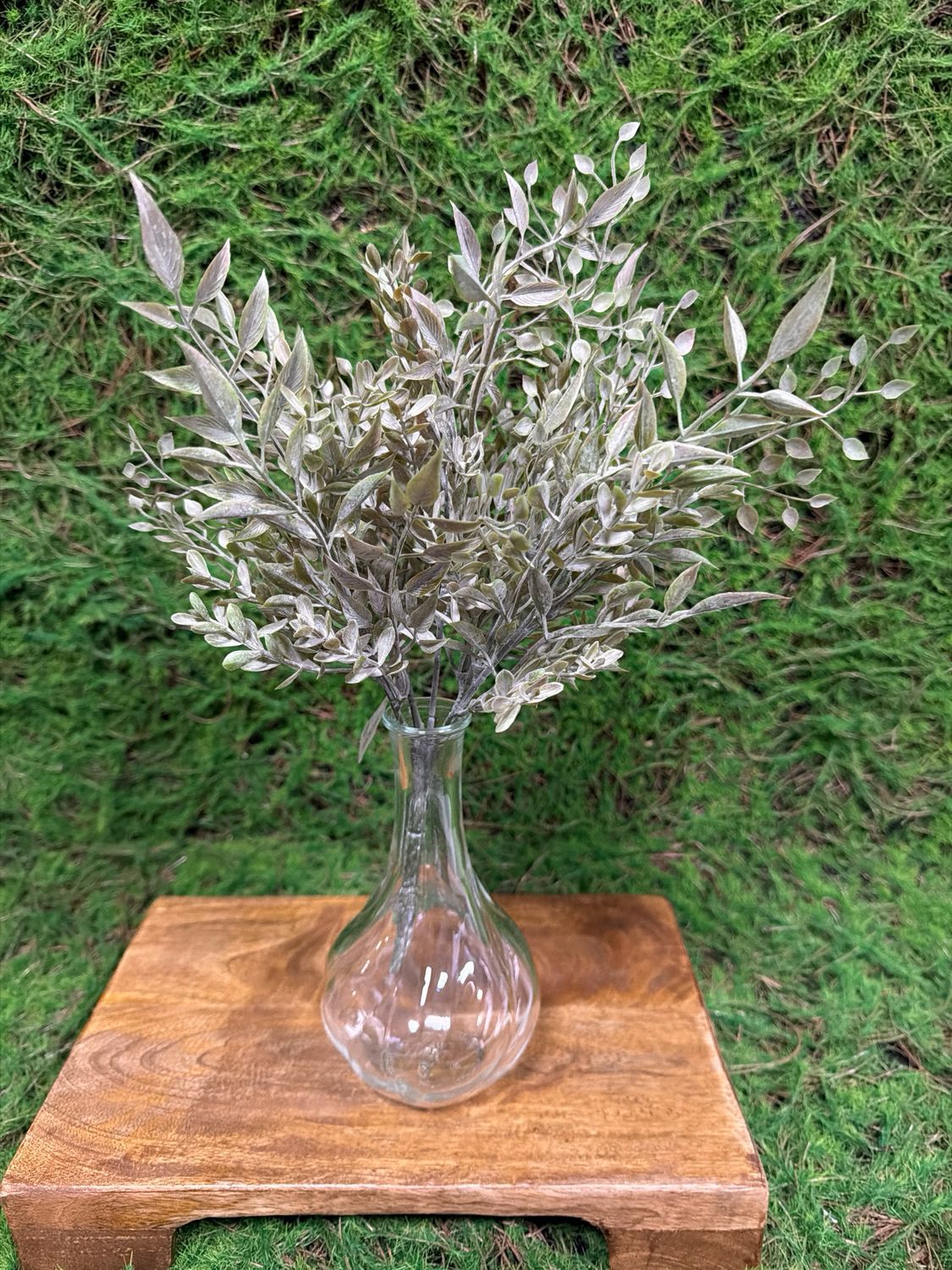 13.5" Small Baby Tears Bush