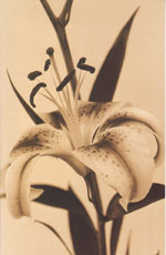 Lilium