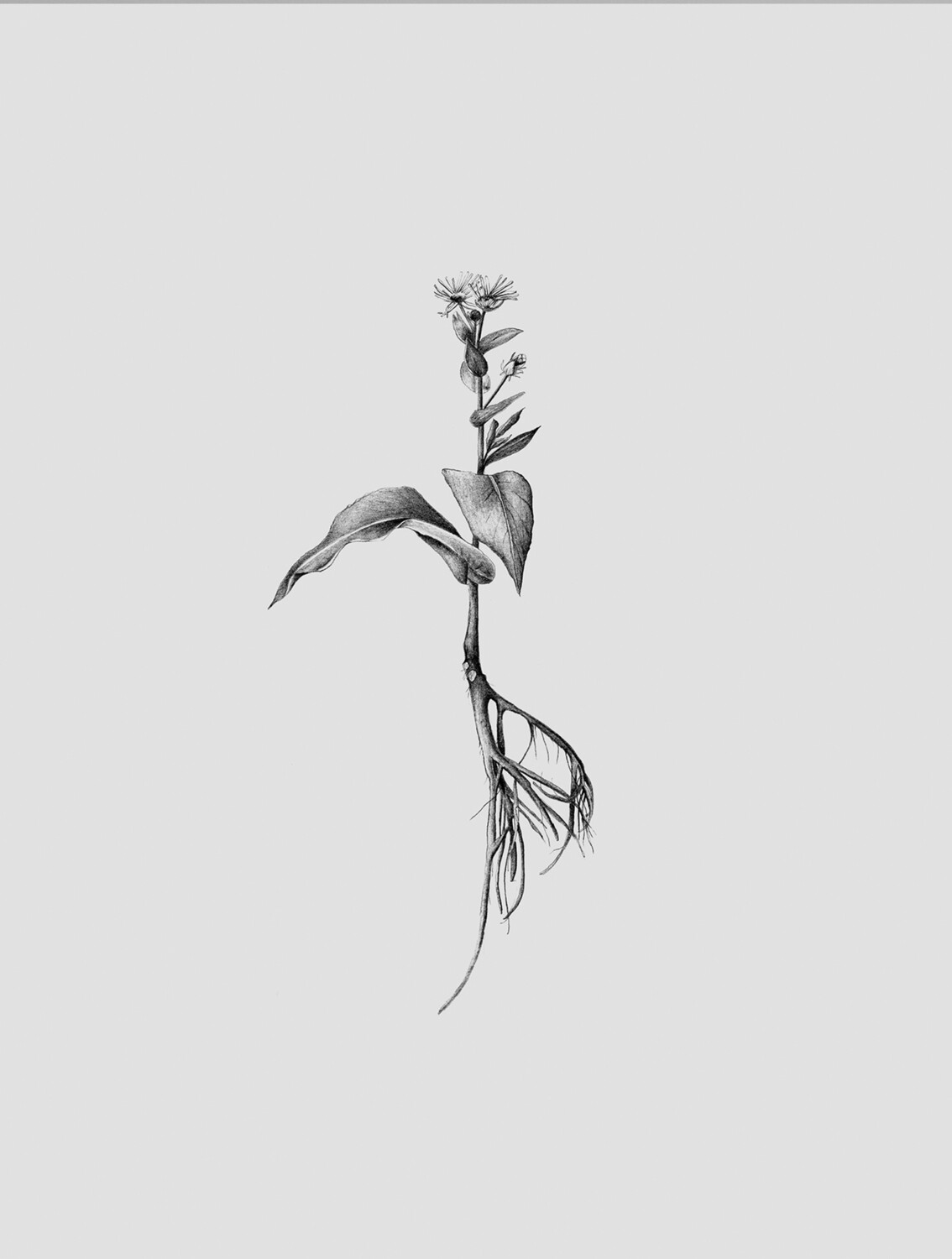 Elecampane Root Illustration