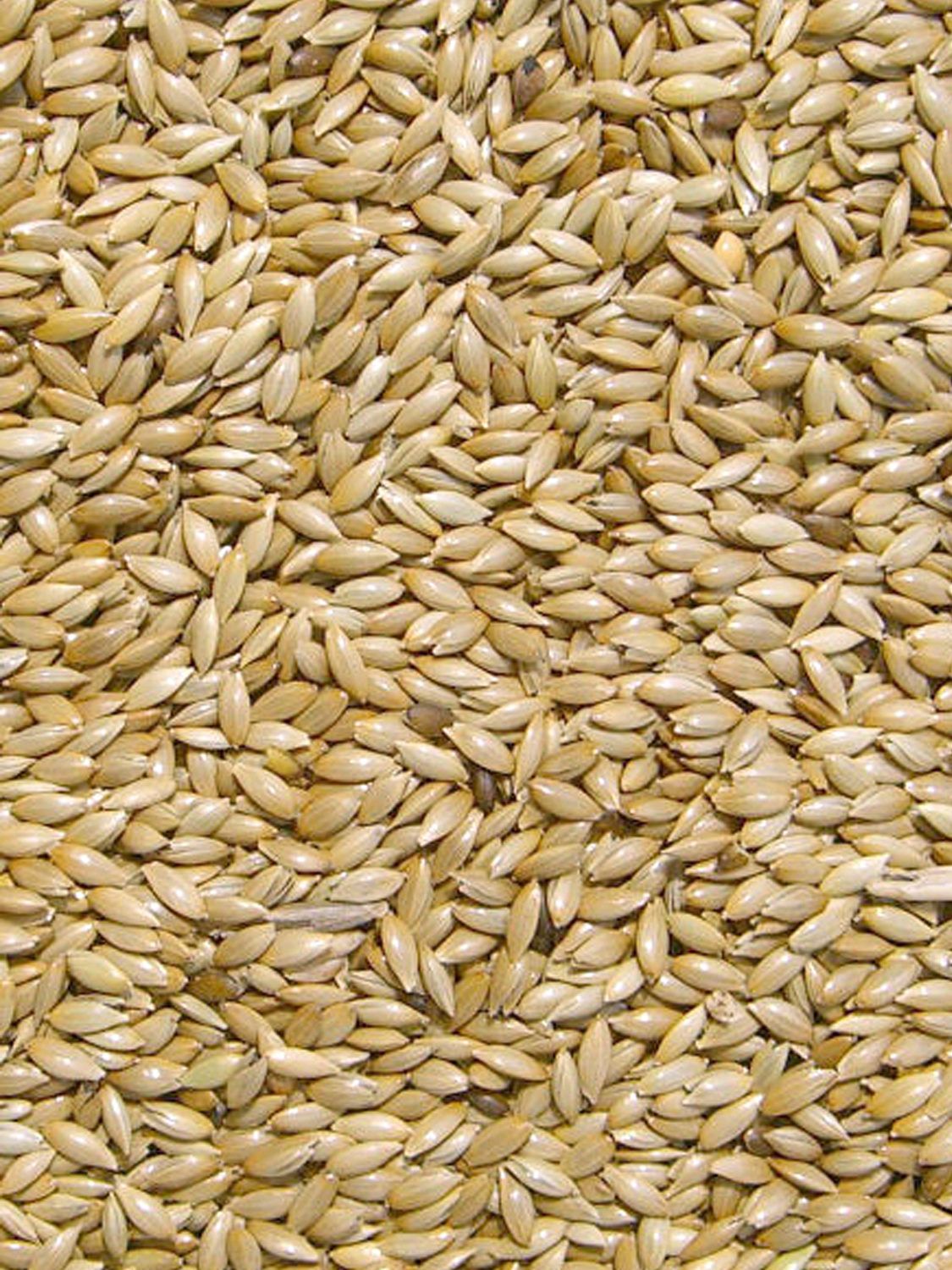 Platzaad / Kanariezaad (alpist) 1KG
