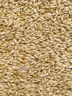 Platzaad / Kanariezaad (alpist) 1KG