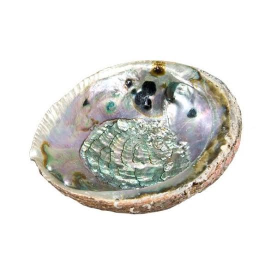 Abalone Shell 5.5"