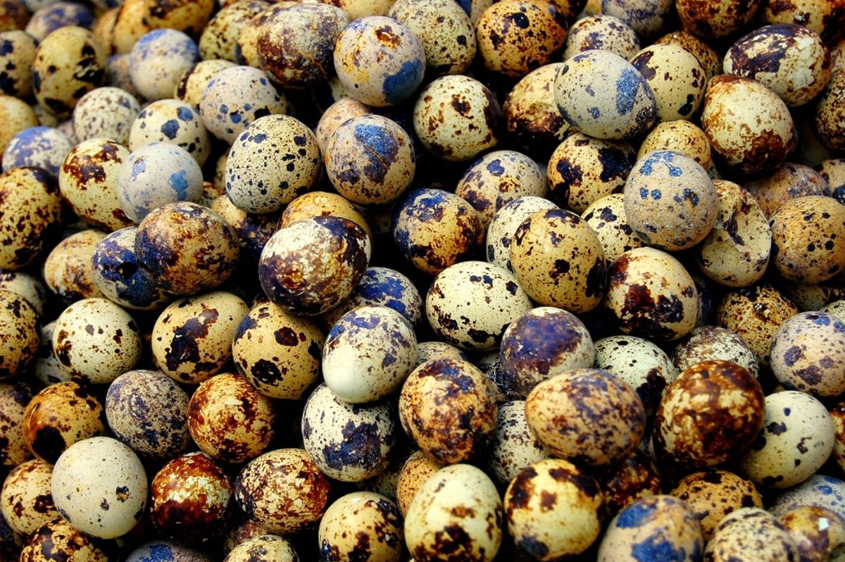 Fertile Quail Eggs