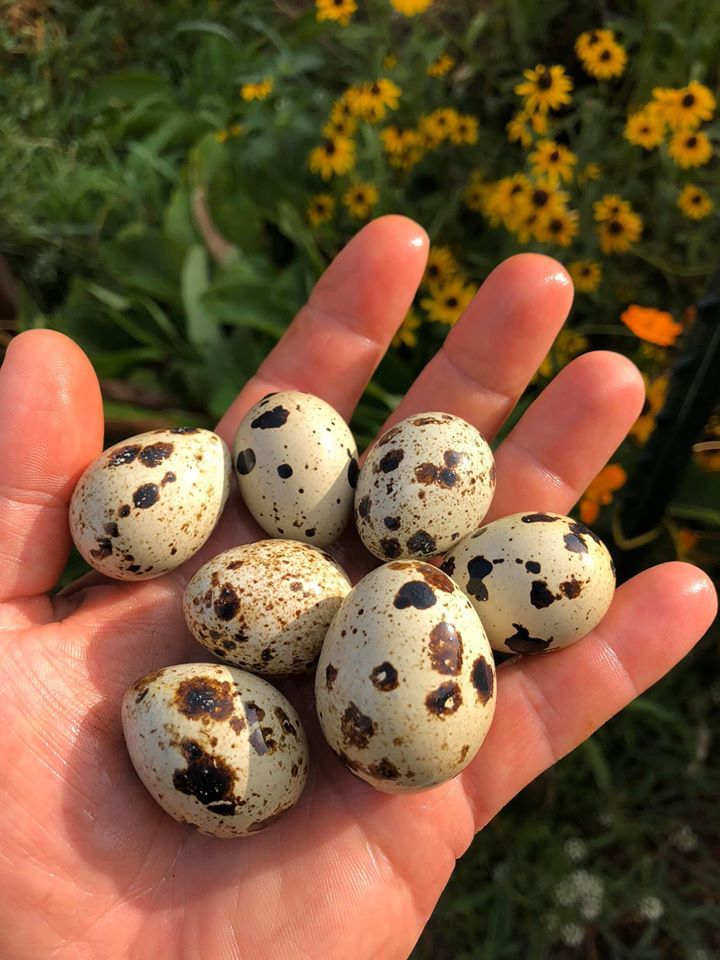 30 pack - Organic Quail Eggs (edible)