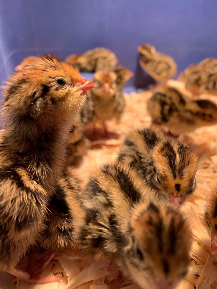 Quail Chicks - Straight Run - Unsexed