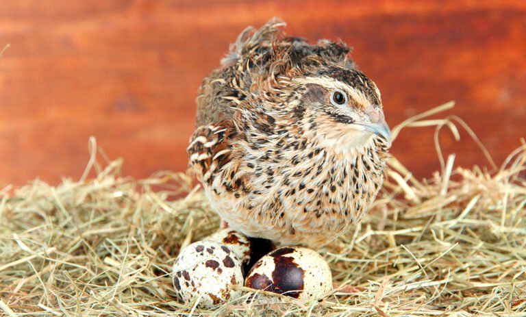 Laying Hens