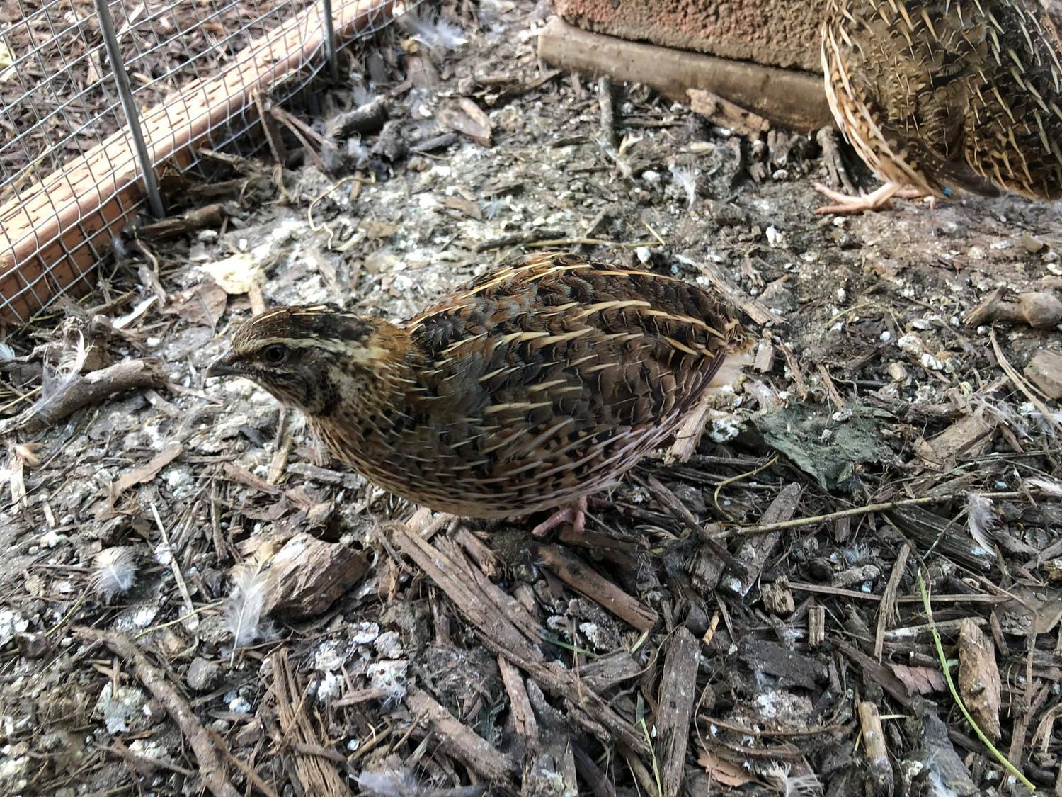 Juvenile Quail (sexed 3-5.5 weeks old)