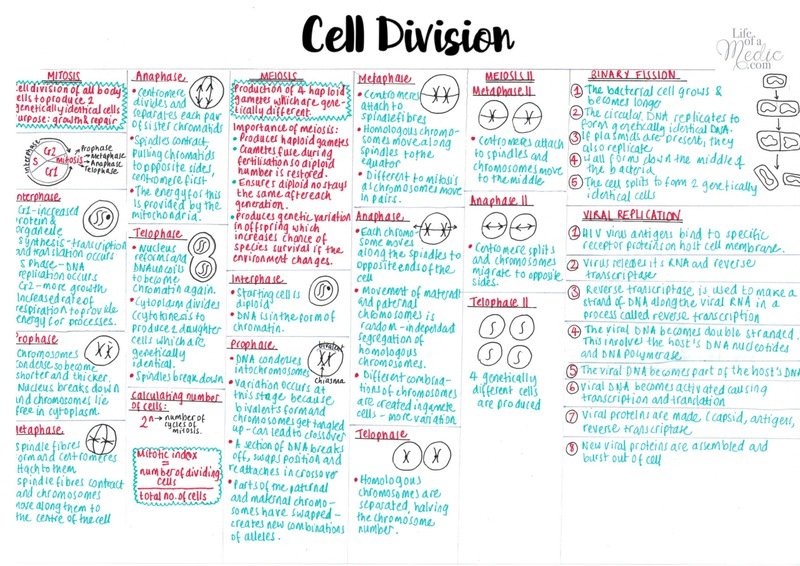 A-level Biology Notes | Year 1