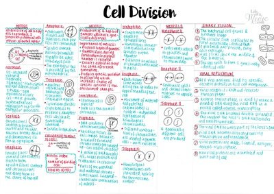 A-level Biology Notes | Year 1