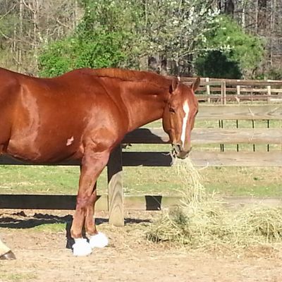 SUPPLEMENTS &amp; TREATS