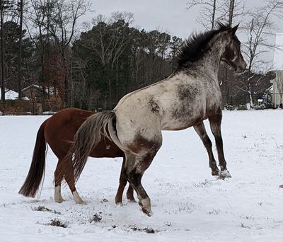 HORSE &amp; PONY