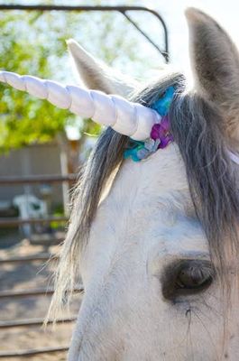 Circus Unicorn Shop - Unicorn Horn for Horse or Pony