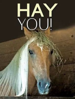 Horse Birthday Card: Hay You