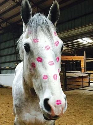 Horse Birthday Card: Horse w/ Smooches