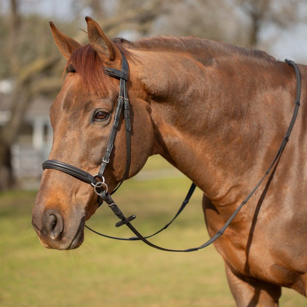 Eq Saga Bitless Bridle, Color: black-2, Size: Cob (C)