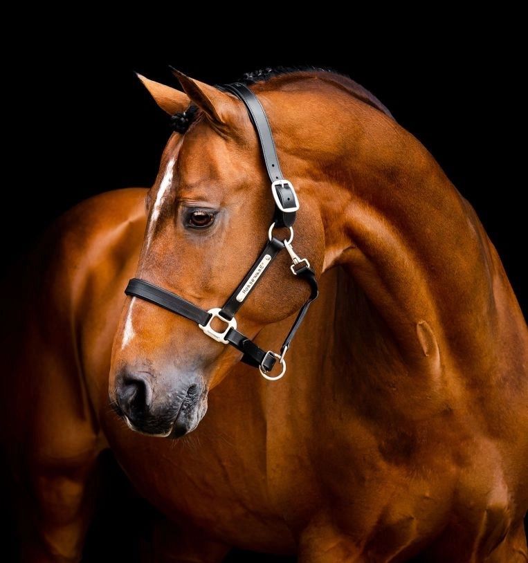 Horseware® Signature Leather Halter, Color: Black, Size: Small Horse/Cob