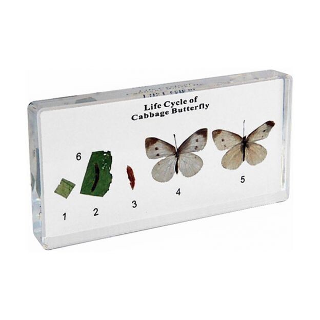 Life Cycle of Cabbage Butterfly