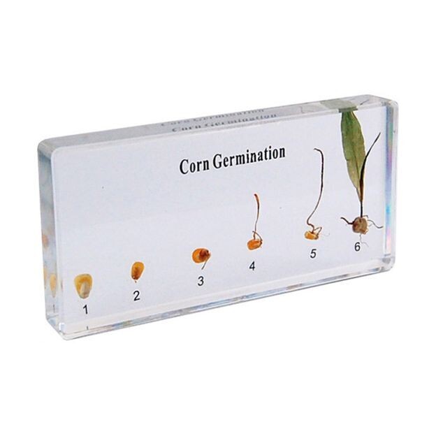 Corn Germination