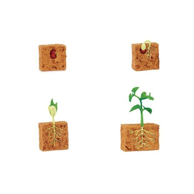 Life Cycle Objects-Plant