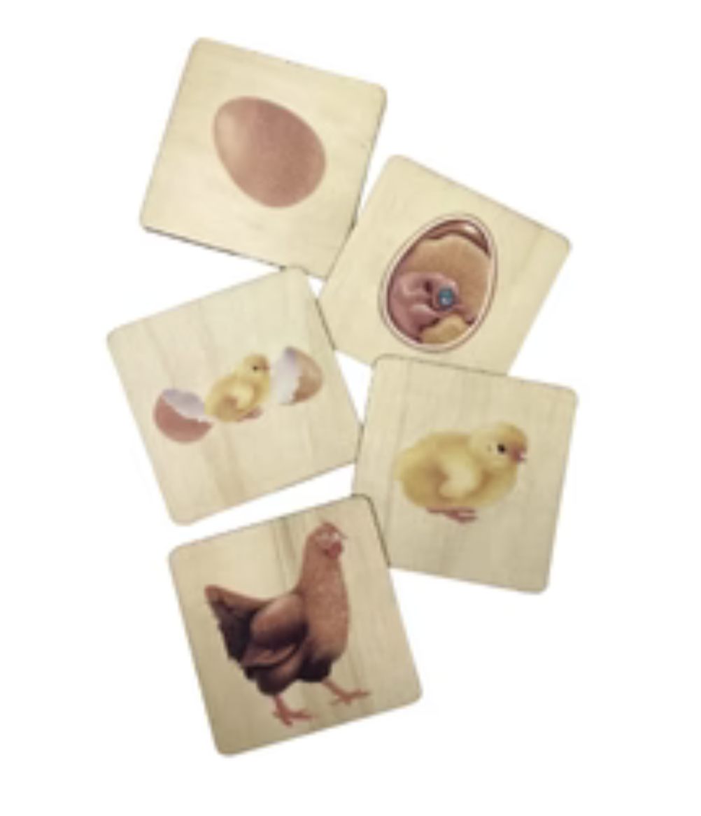 Life Cycle of Chick