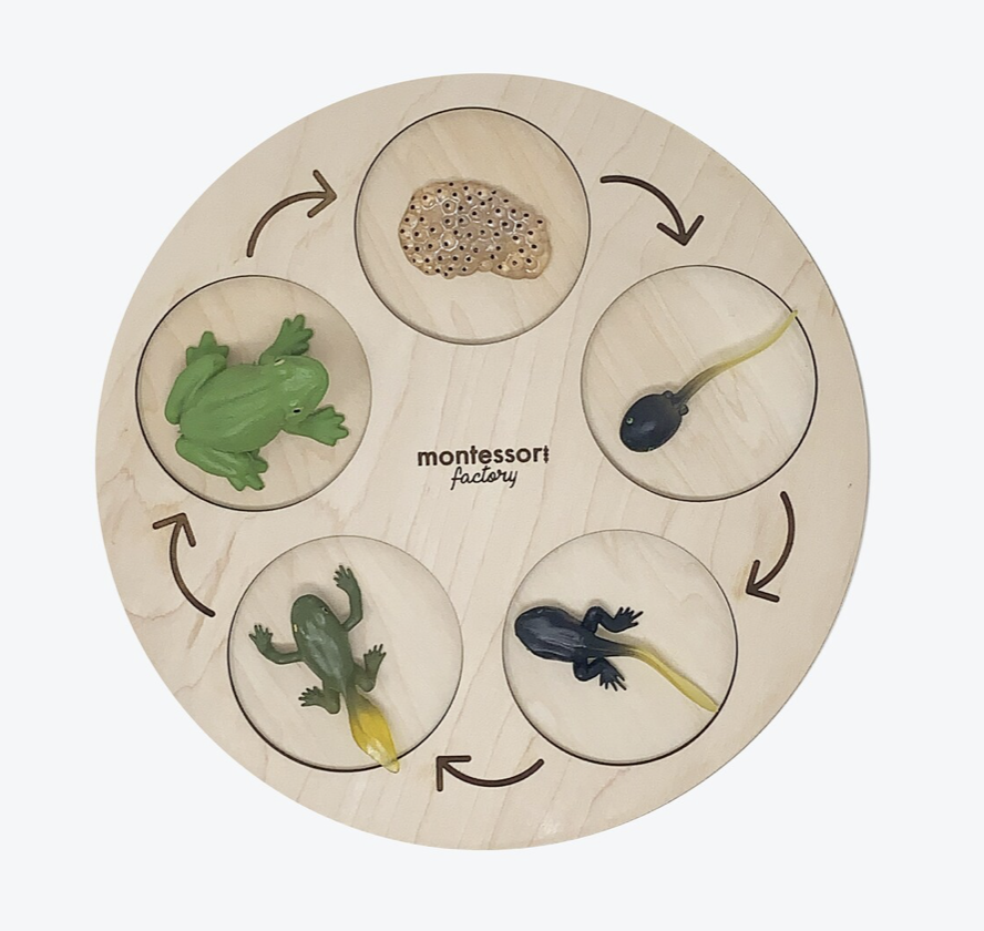 Life Cycle of Frog