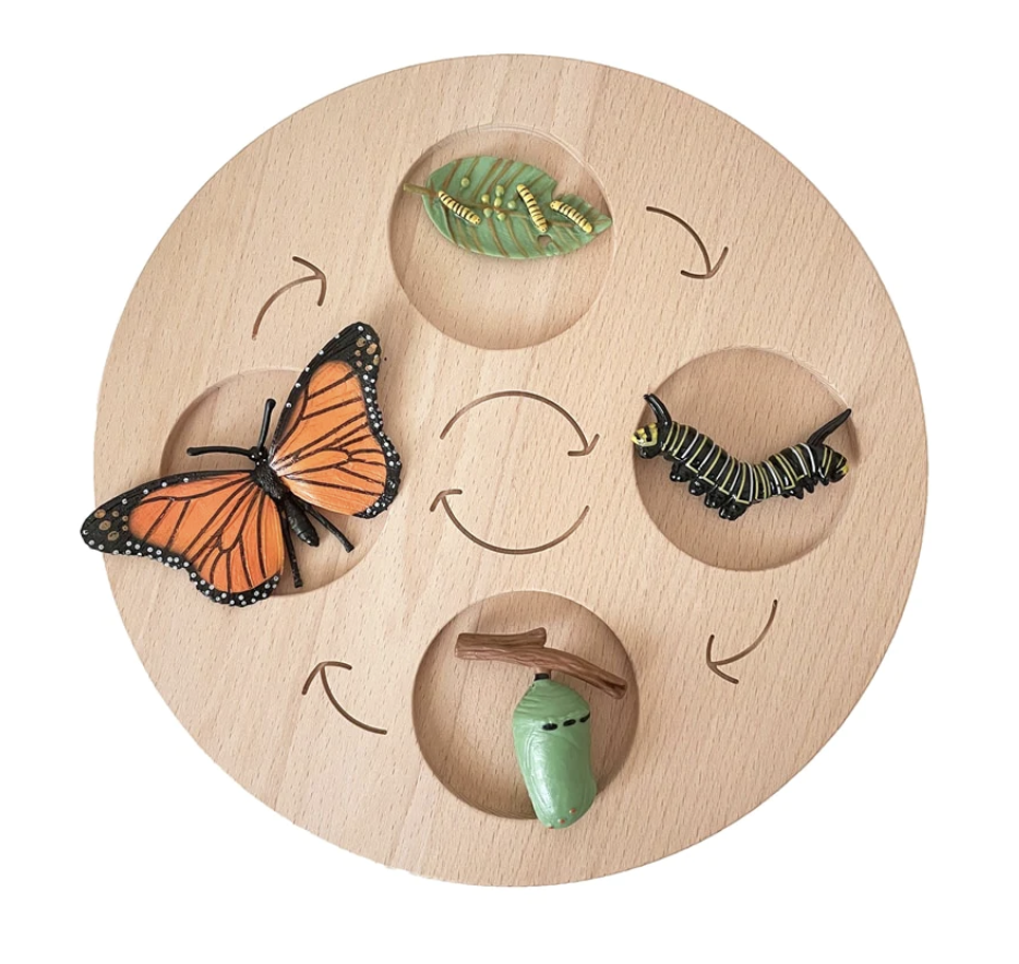 Life Cycle of Butterfly