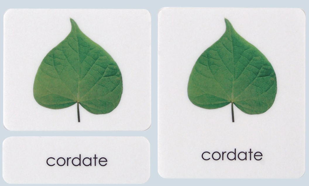 Leaf Cards