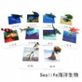 Objects -Ocean Animals