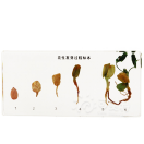 Peanut Germination