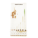 Sorghum Germination