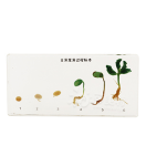 Bean Germination