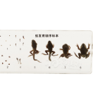 Frog development (16.3*7.7*2cm)