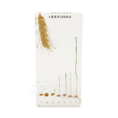 Wheat Germination