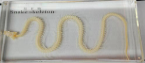 Snake Skeleton