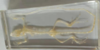 Lizard Skeleton