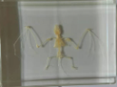 Bat Skeleton