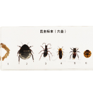 six kind of useful insects collection (16.3*7.7*2)