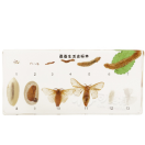 Life Cycle of Silkworm