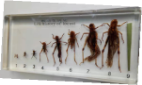 Life Cycle of Locust