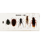 six kind of harmful insects collection (16.3*7.7*2)