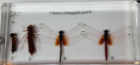 Life Cycle of Dragonfly