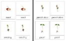 Sorting Cards - Plant Life Cycle