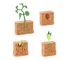 Life Cycle Objects - Seed