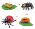 Life Cycle Objects- Ladybug