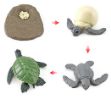 Life Cycle Objects -Turtle